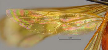Media type: image;   Entomology 16533 Aspect: Wing hind